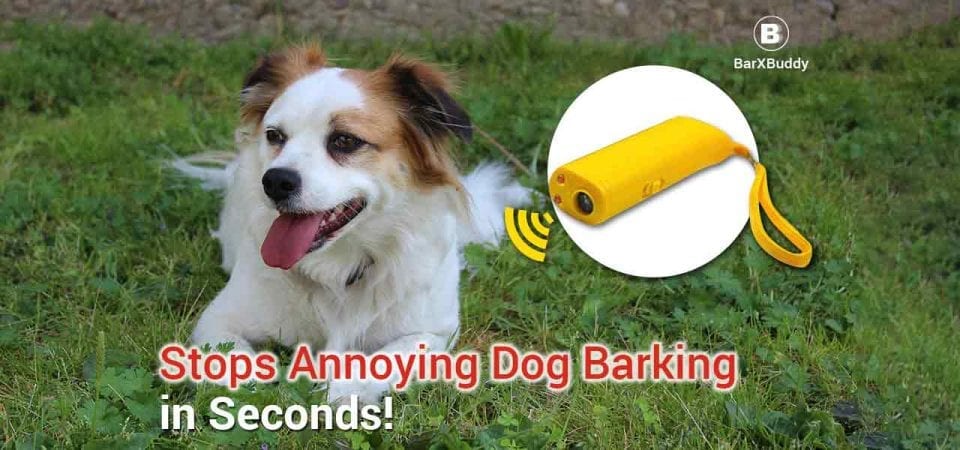 Barx Buddy Review Great Things that Dog Owners and Trainers Should Know
