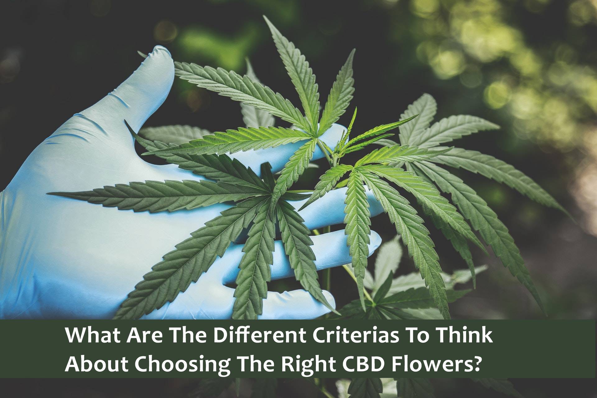 What Are The Different Criterias To Think About Choosing The Right CBD Flowers