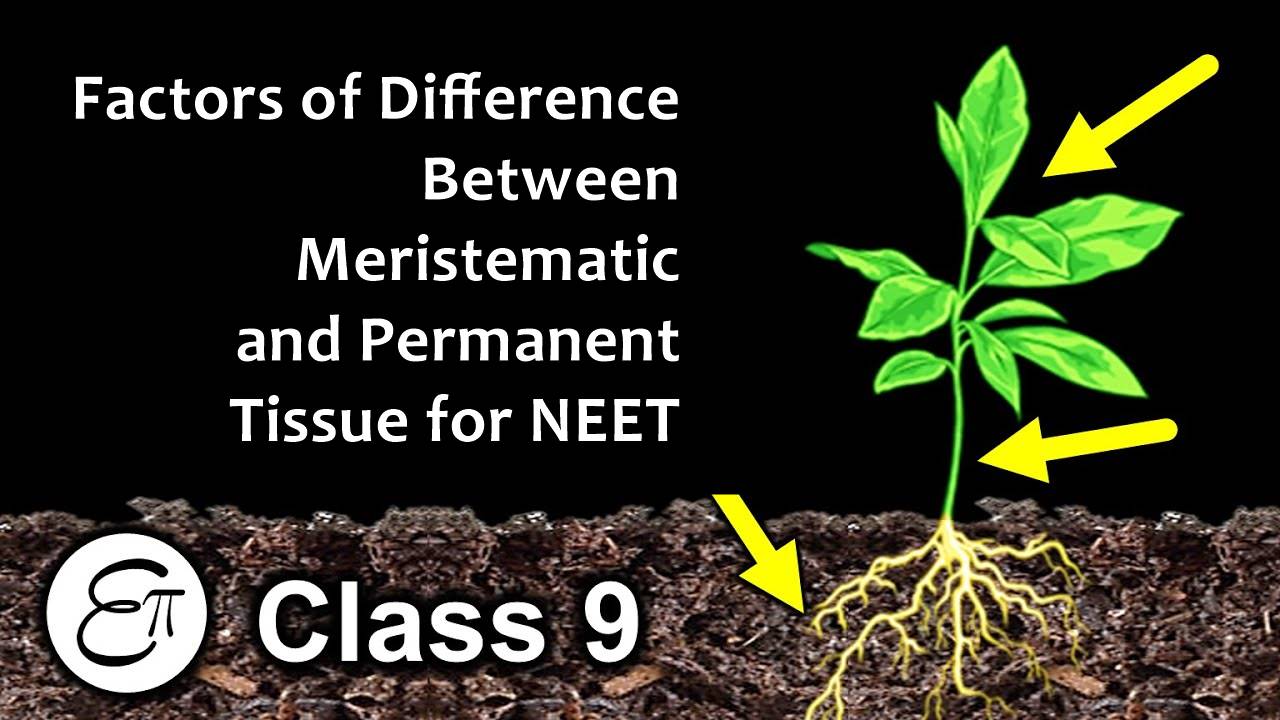 Factors of Difference Between Meristematic and Permanent Tissue for NEET